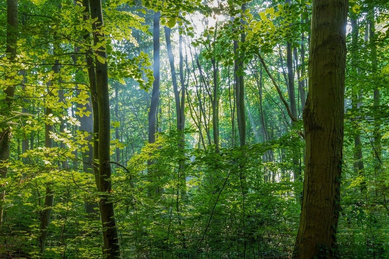Nature Landscape